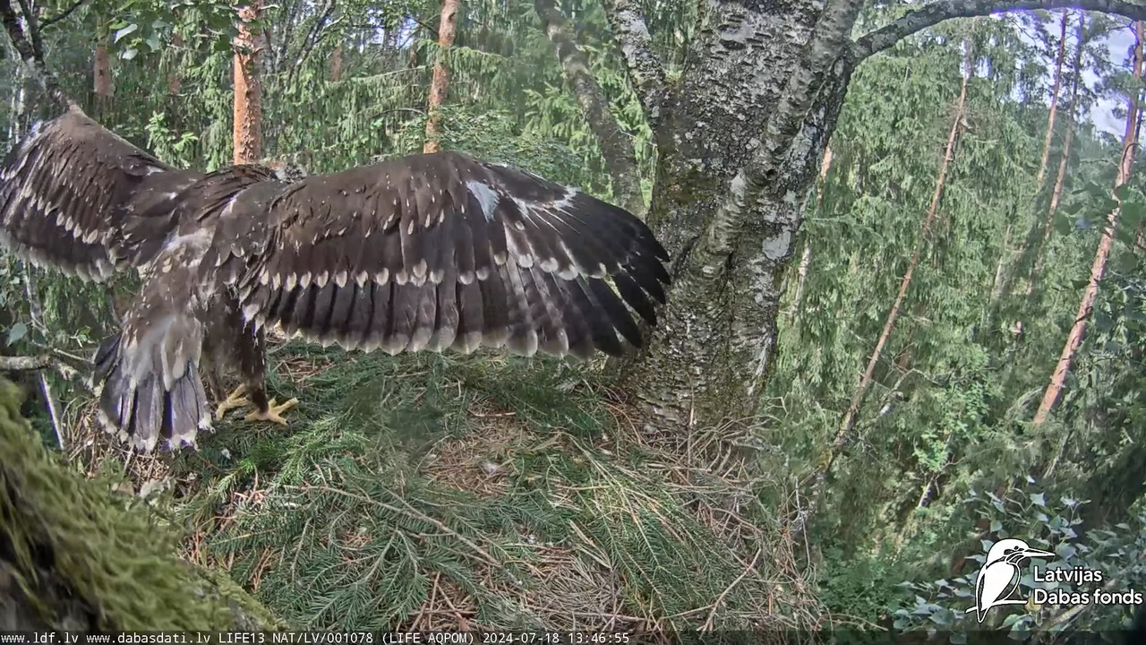 Mazais ērglis (Clanga pomarina), ligzda bērzā - LDF tiešraide 14-20-2 screenshot