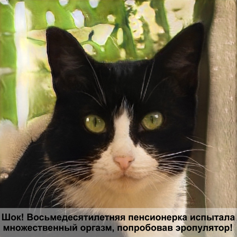 лечебное мурчание кошек