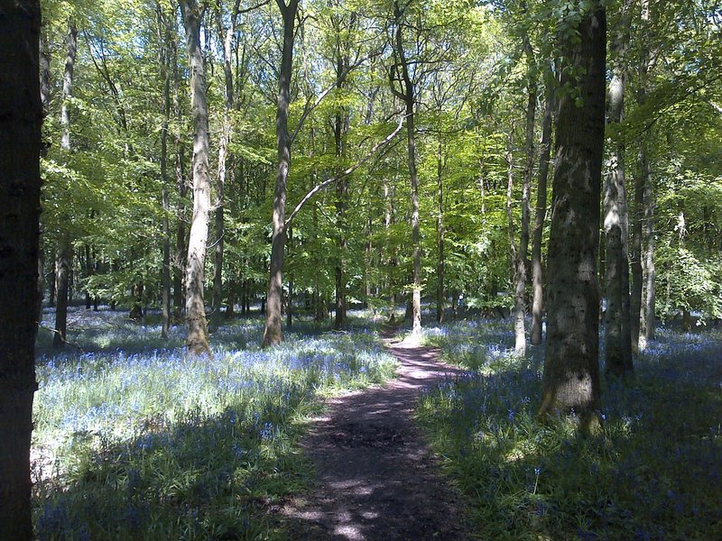 Bluebell-woods.jpg