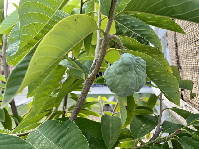 [Image: 1532-BBD2-3237-48-EE-B724-4254-C04747-AC.jpg]