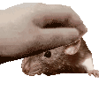 [Image: index.gif]