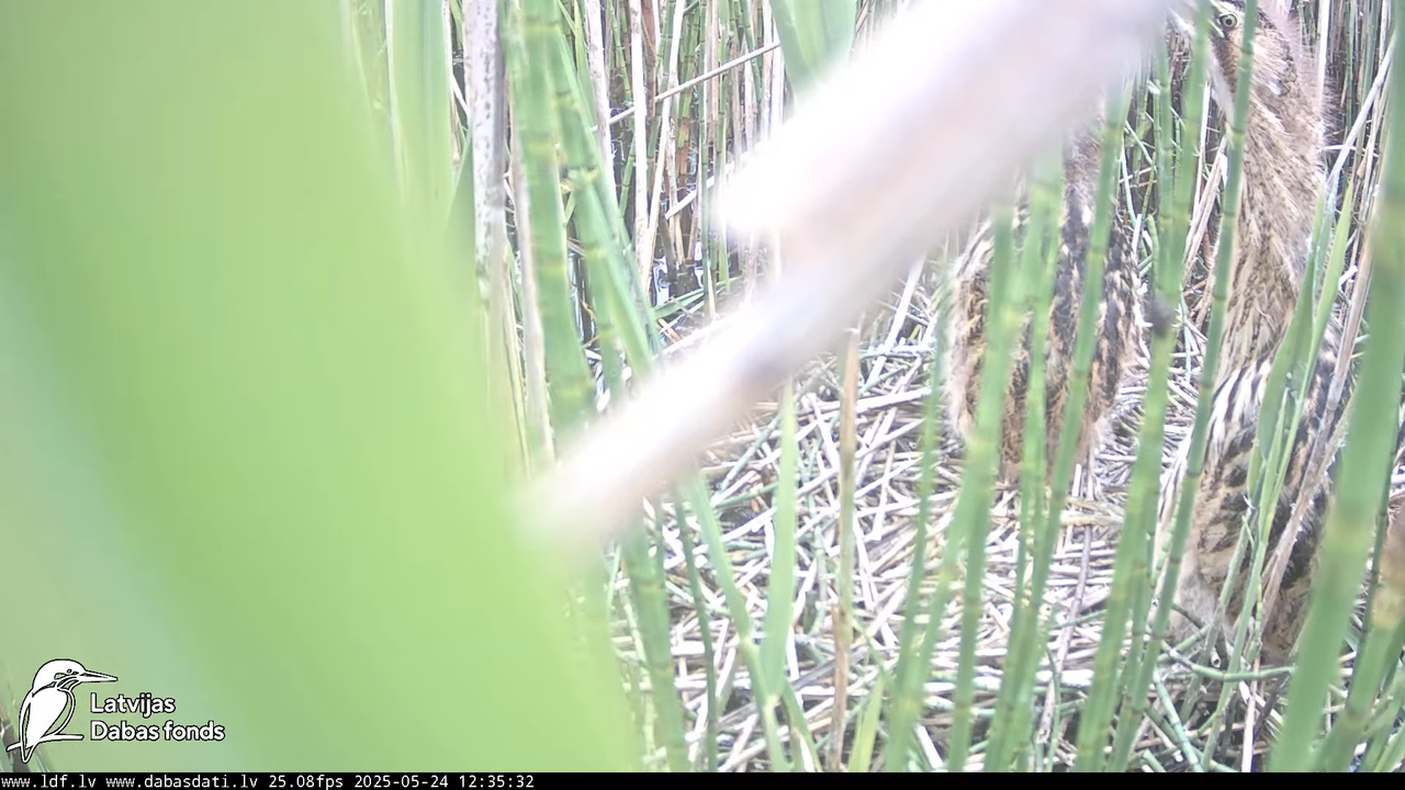 LDF Lielais dumpis (Botaurus stellaris) Zemītes pagastā 8-14-7 screenshot