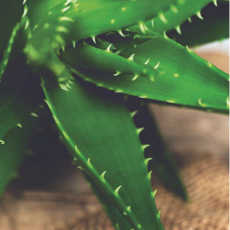 Aloe Vera - Ingrédients Cosmétiques Naturels du Maroc