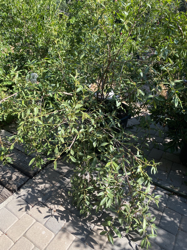 A38A467A-9327-44F7-BF42-E877E8BAB0DA