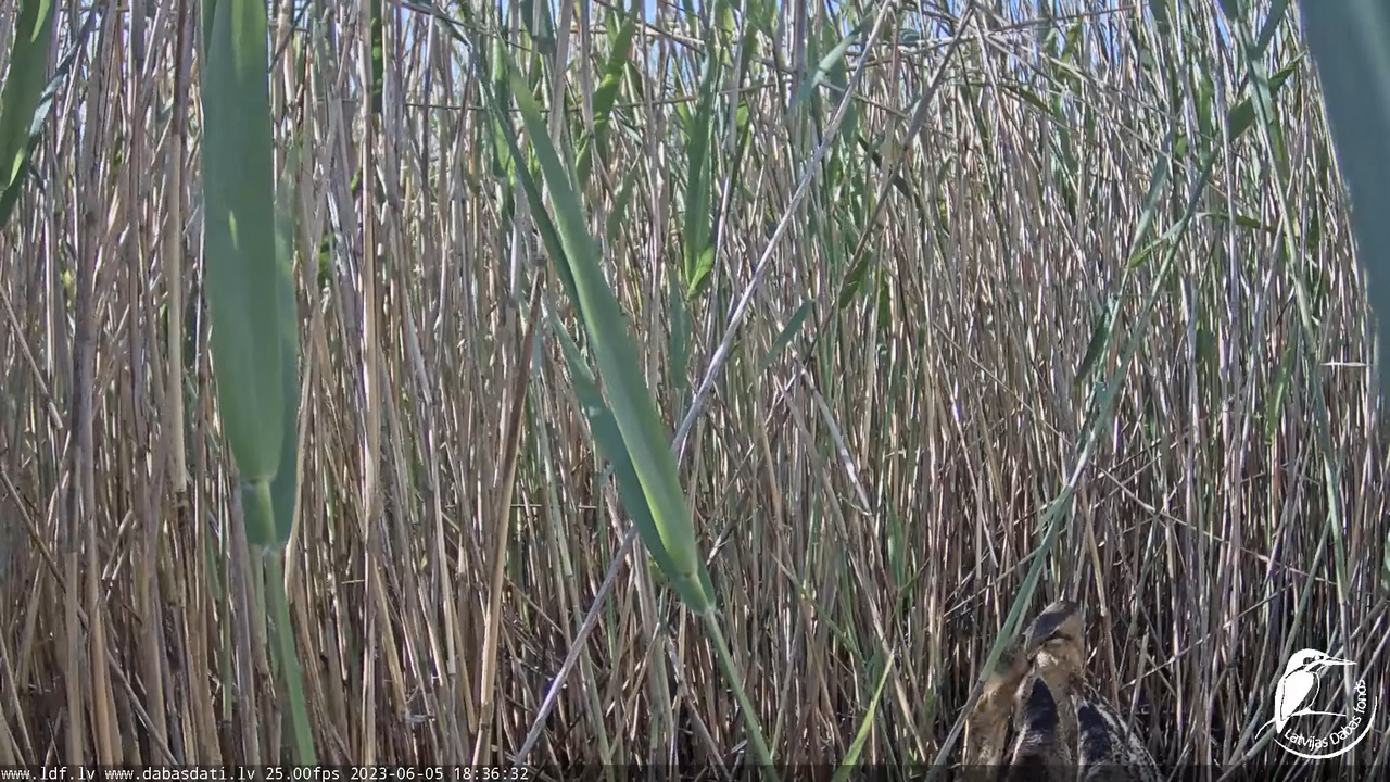 Lielais dumpis (Botaurus stellaris) Engurē - LDF tiešraide 12-54-59 screenshot