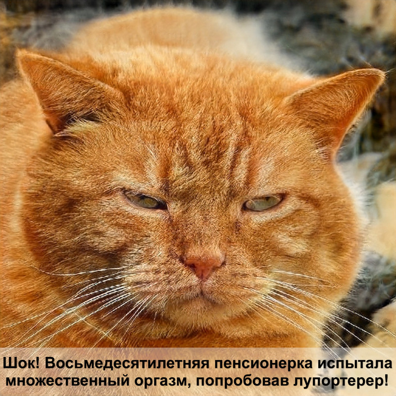 как понять кота