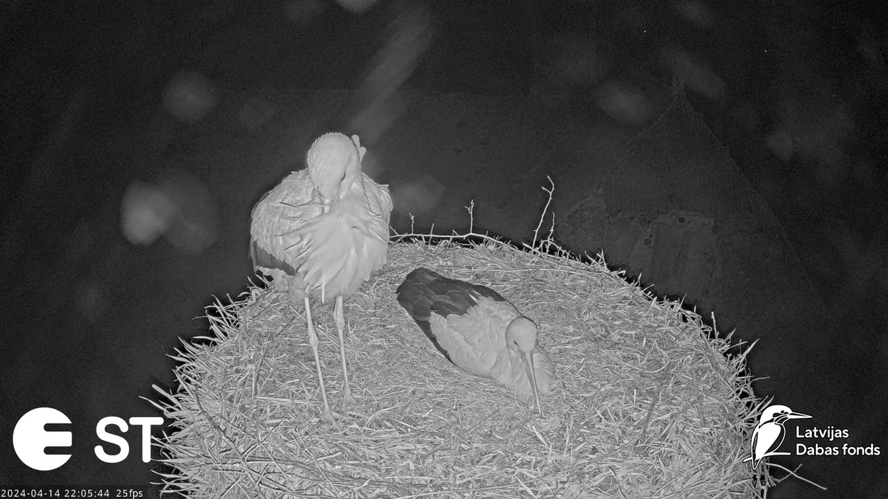 Baltie stārķi (Ciconia ciconia) Tukuma novadā - LDF tiešraide __ White storks in Tukums, Latvia 13-1