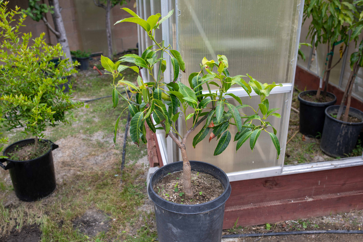 8U1A2270  Sugarloaf Mango Tree in #7 Container (6-25-2023)