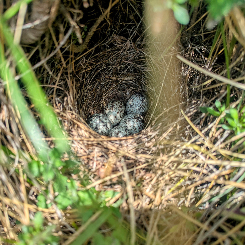 Five eggs in a bird nest