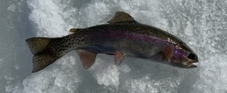 trout-landscape