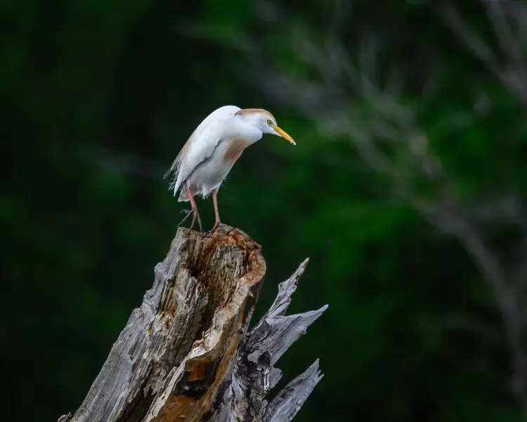 Eastern cattle Egret