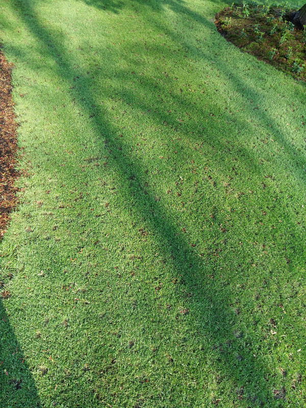Why is my grass disappearing? Lawn Care Forum