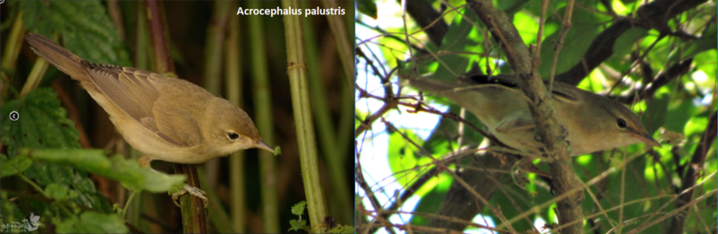 Felosa palustre ( Acrocephalus palustris ) J1