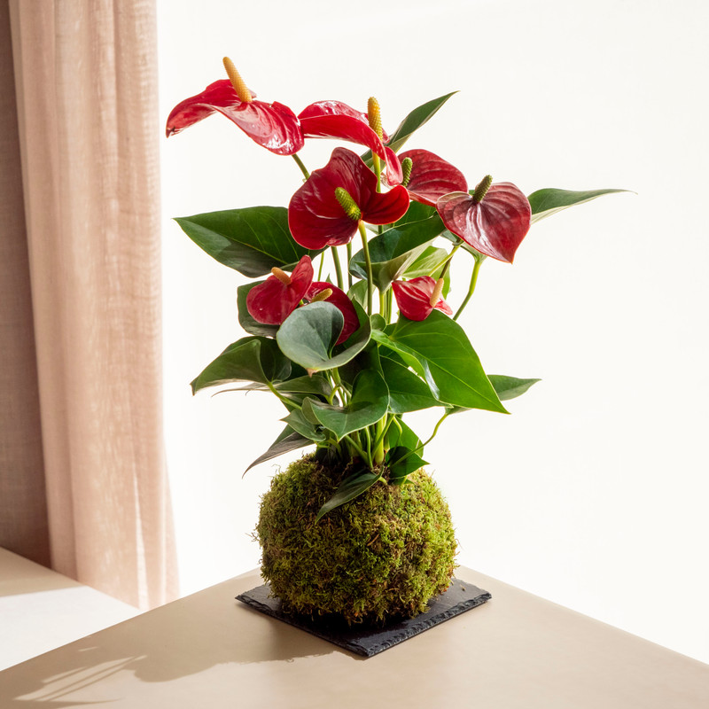 Anthurium Kokedama