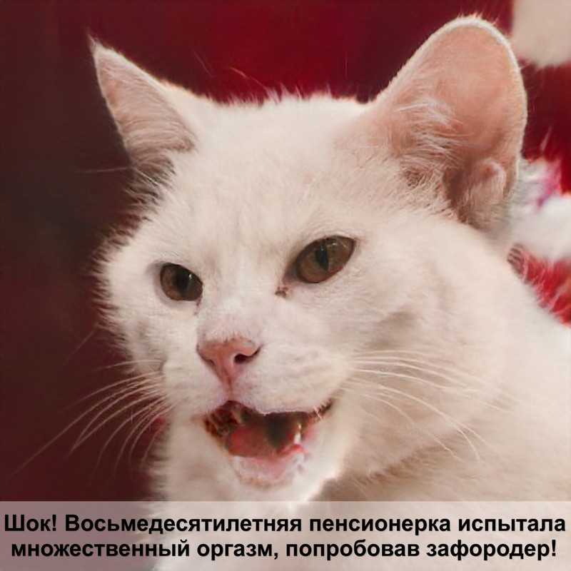 персидская кошка черного окраса