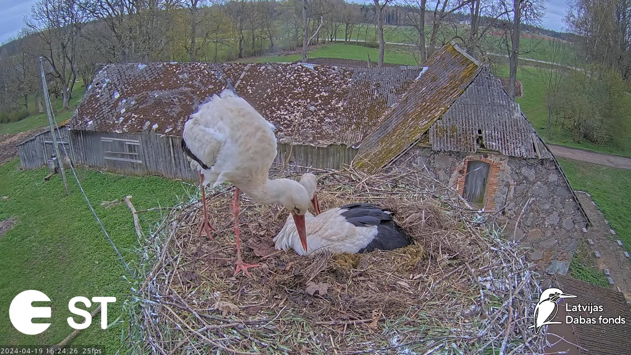Baltie stārķi (Ciconia ciconia) Tukuma novadā - LDF tiešraide __ White storks in Tukums, Latvia 12-3