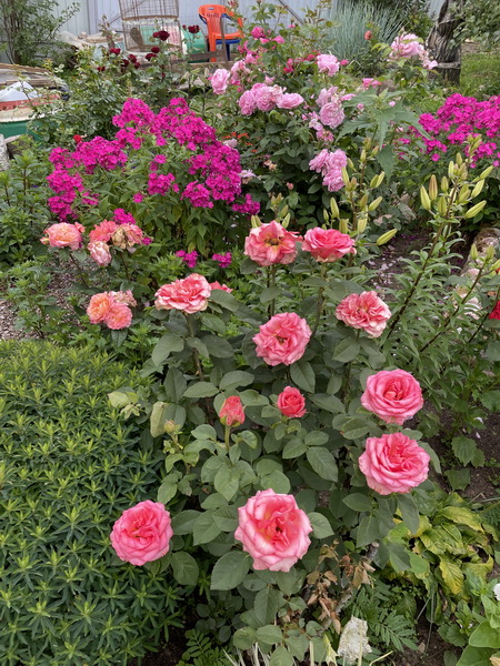 https://i.postimg.cc/tJHwmXR5/IMG-6239.jpg