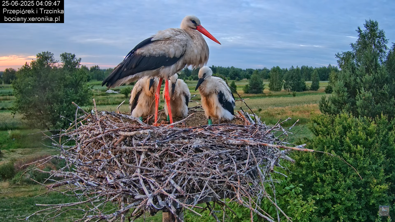 25062025bociany1