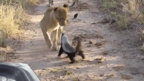 mh8o0m5srsa41.gif