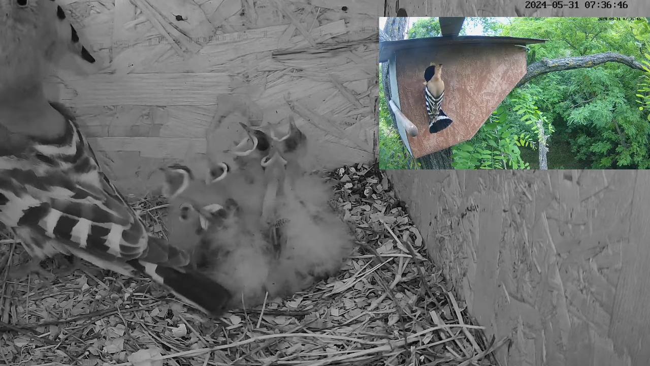 TIEŠRAIDĒ Eirāzijas stīpiņa Nest Cam (Nagyberény, Ungārija) 7-2-38 screenshot