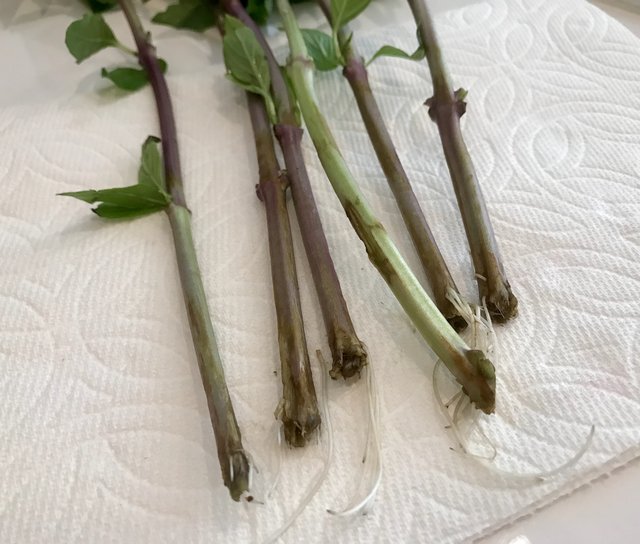 [Image: C810-D0-E2-F5-DA-4-F64-8-FAB-7151-ABE512-AC.jpg]