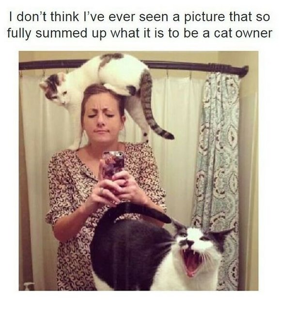 Catownershiopphoto-700.jpg