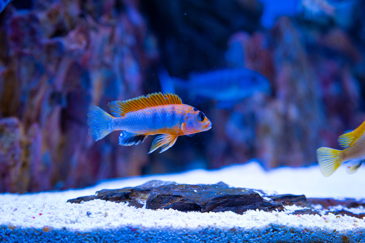 [Imagen: Labidochromis-Hongi-Red-Top-Macho-DSC-9605.jpg]