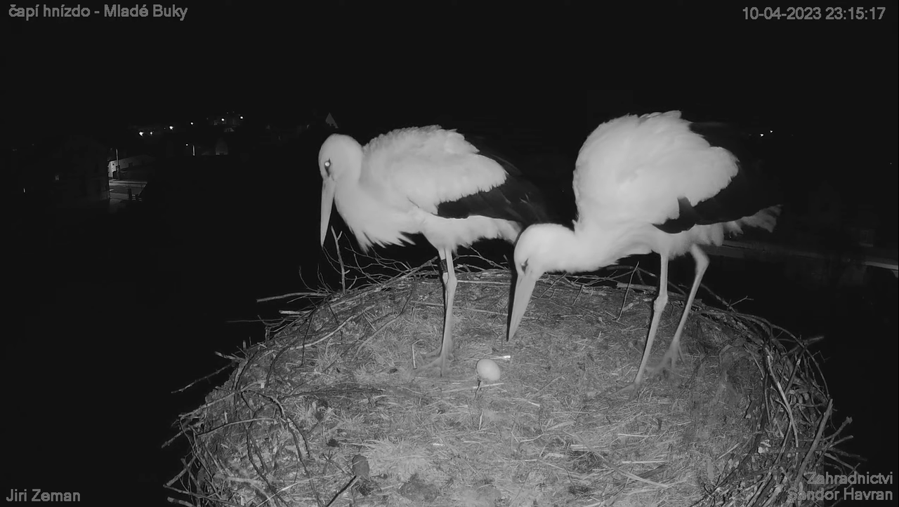 Živá kamera - Mladé Buky - čapí hnízdo 11-57-12 screenshot (1)
