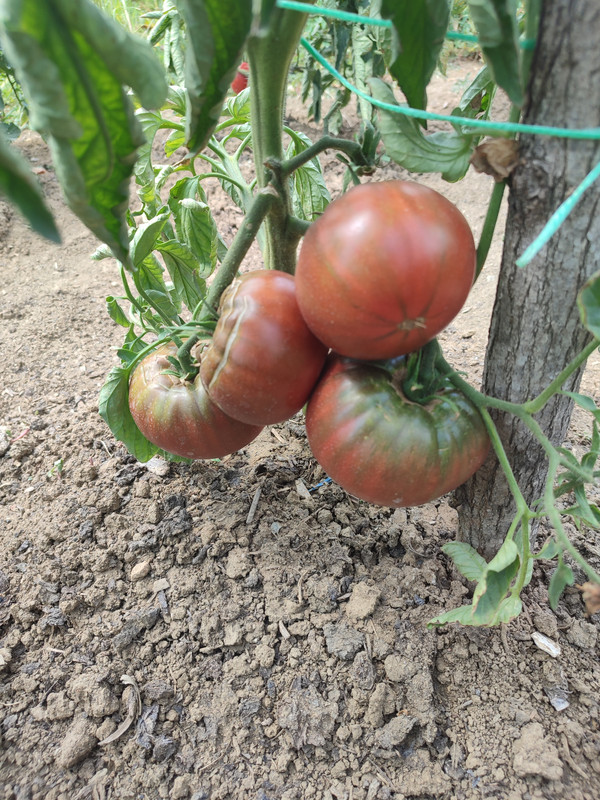 [Слика: IMG-20220812-125206.jpg]