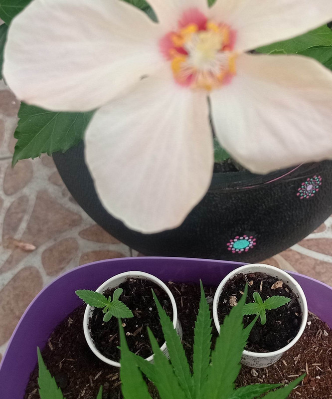 316735601_417958670552632_6397892659518660694_n