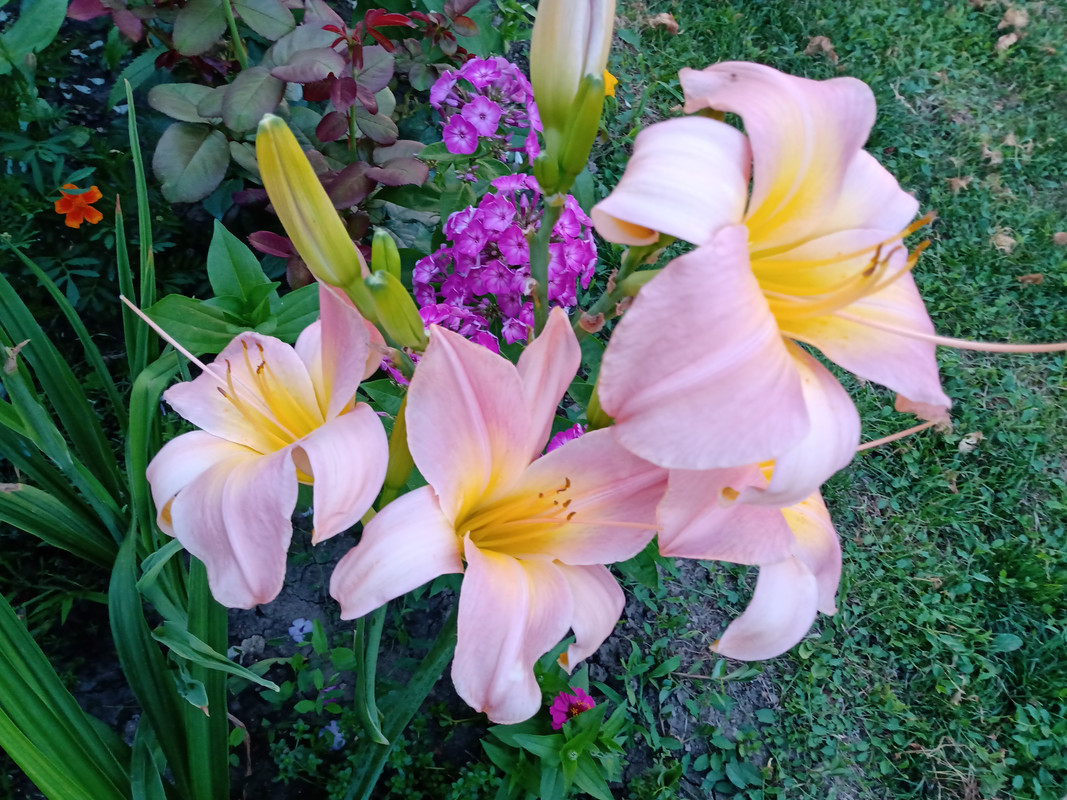 IMG_20210709_204350854