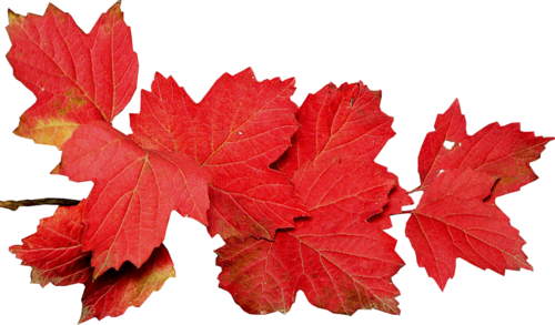 Indian Summer54
