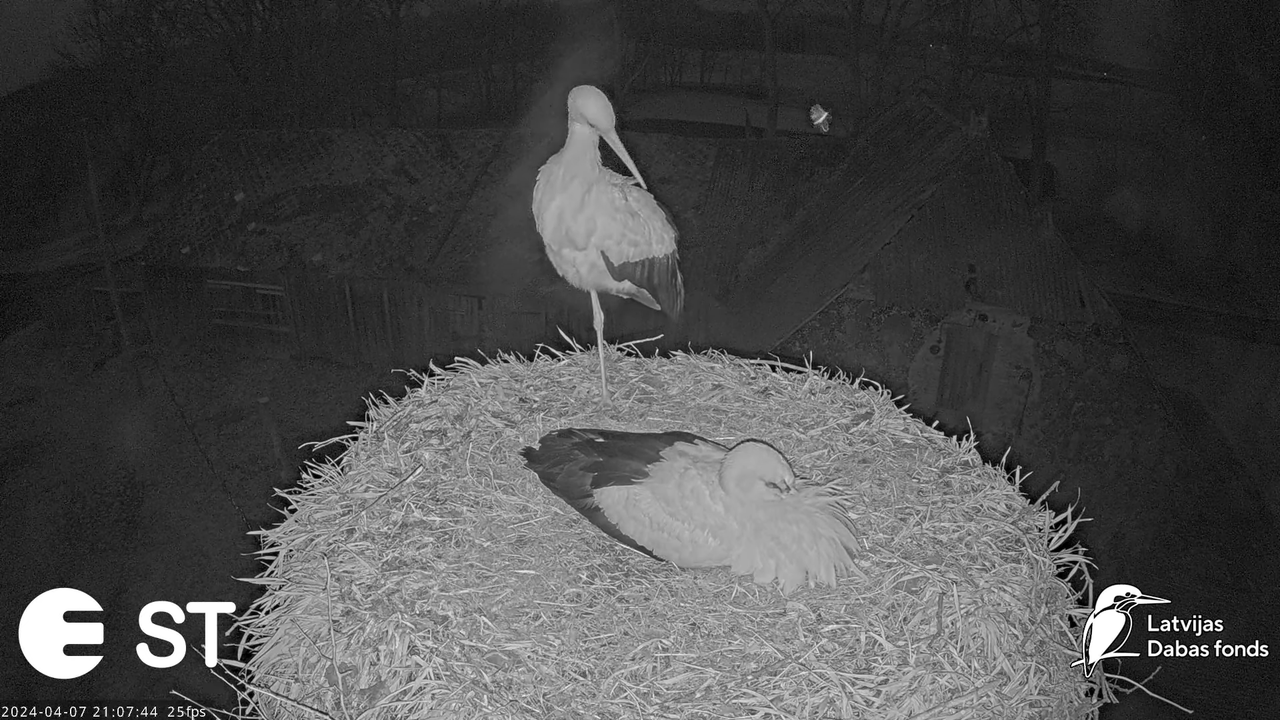 Baltie stārķi (Ciconia ciconia) Tukuma novadā - LDF tiešraide __ White storks in Tukums, Latvia 12-5