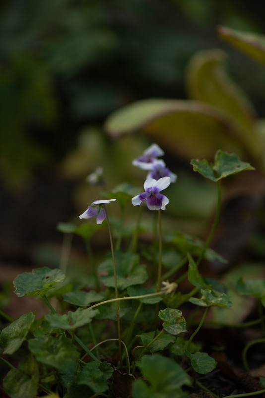 IMG-dbc01a2a362f6db7974be4a715c7d0e9-V