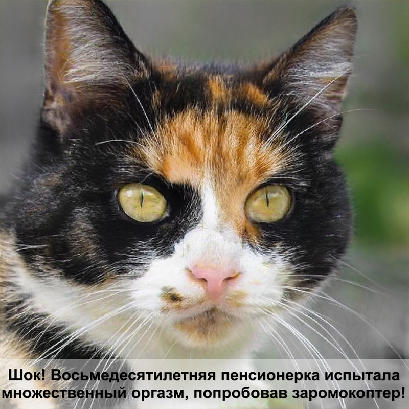 самые дорогие кошки