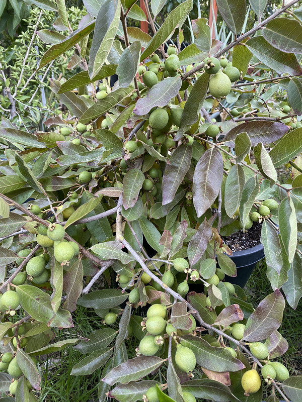 6119A185-444A-4953-AA69-343B93AA8A2C