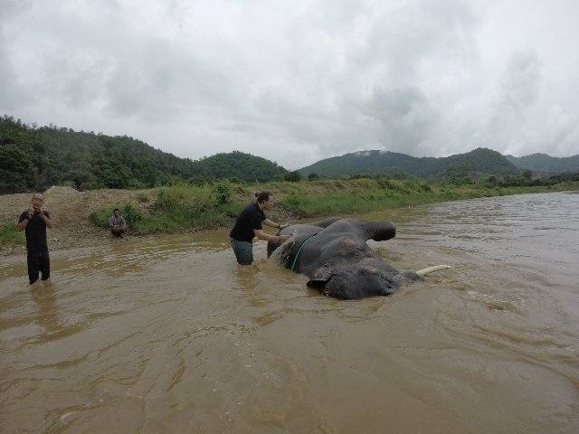 TAILANDIA Y CAMBOYA POR MENOS DE 1000€, VIAJE MARCA DE LA CASA - Blogs de Tailandia - Día 7 - Chiang Mai: Woody Elephant, Tiger Kingdom y Night Market (3)