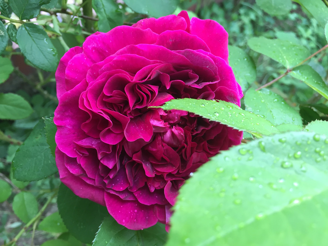 6CA4D625-1D49-4528-95CA-939E0BAA7767