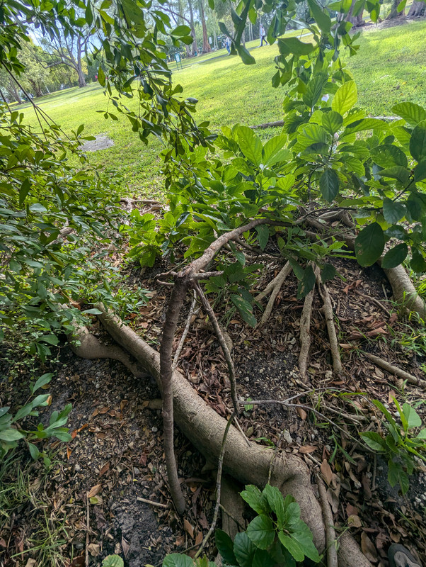 PXL_20241225_192054130