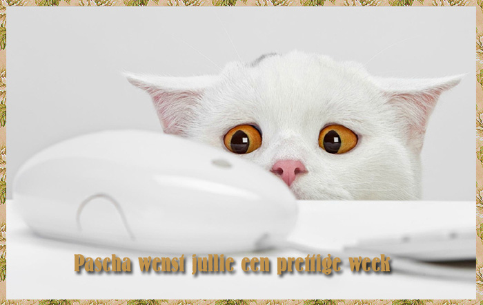 prettige-week.jpg