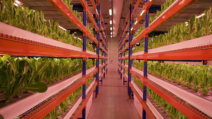 Rak berisi tanaman di Bustanica