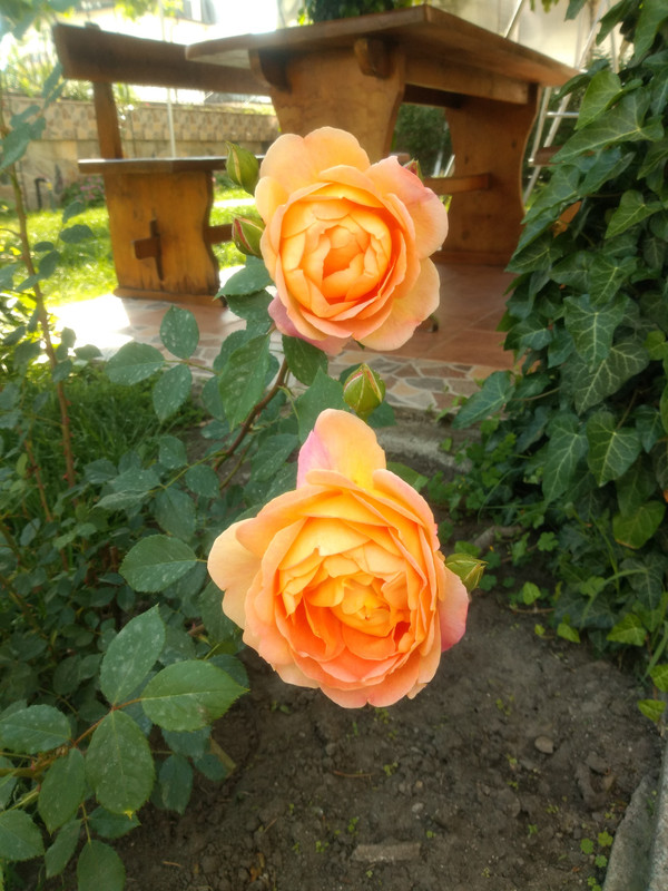 IMG_20190506_155309127