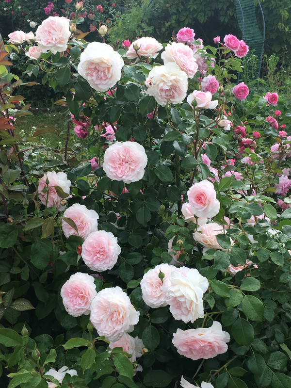 C4602E6B-DDD0-4B61-A78E-262CC932E961