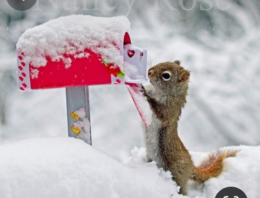 Screenshot_20240214_112217_Pinterest