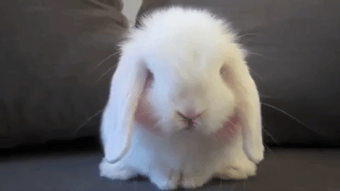 [Image: 6d85d028794fdc71d19bb40ce21d1f43.gif]