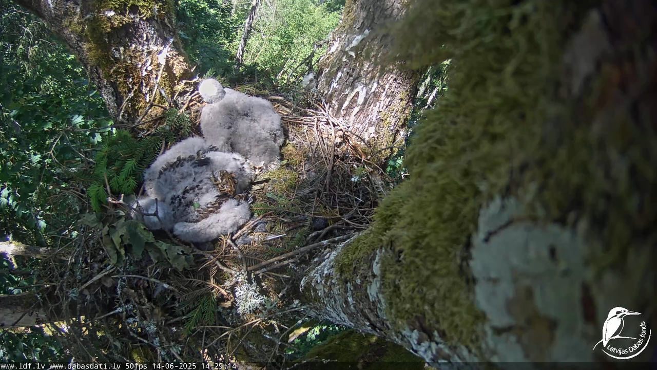 Melnās klijas (Milvus migrans) Kurzemē_ peļu klijāni (Buteo buteo) 11-29-22 screenshot