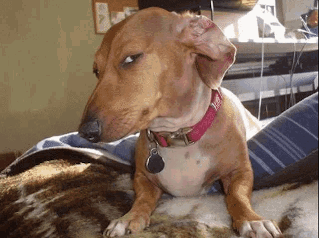 IMG-2150.gif