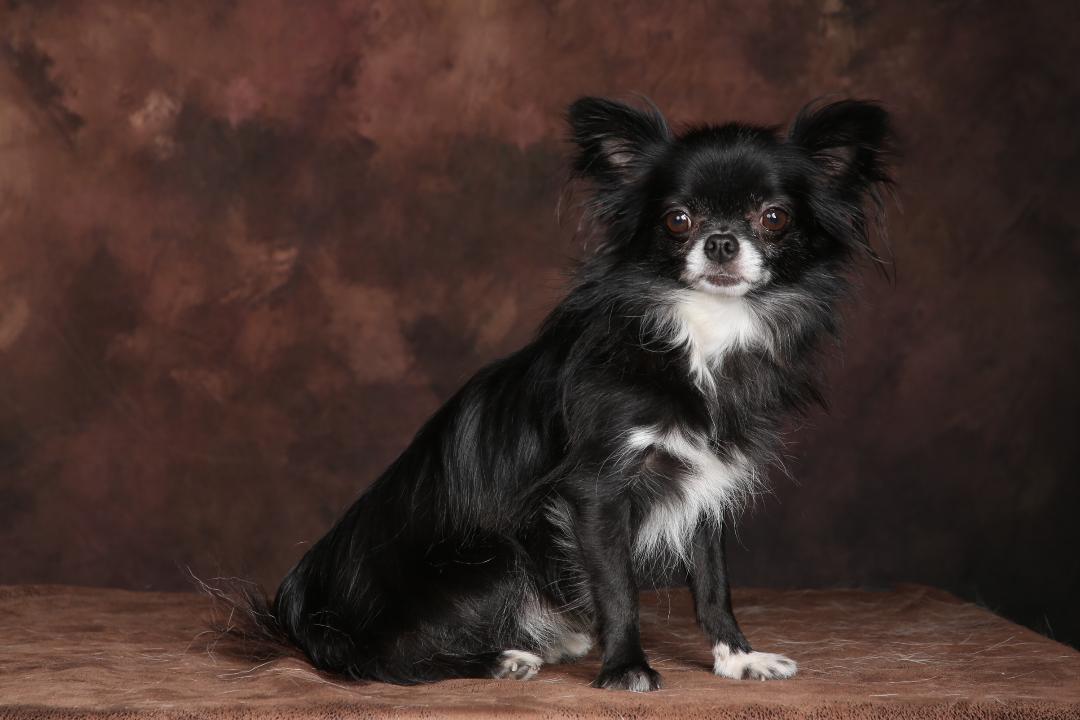 [Image: 88-C3365-E-D309-49-DA-AC4-B-A27976-D95-AA1.jpg]