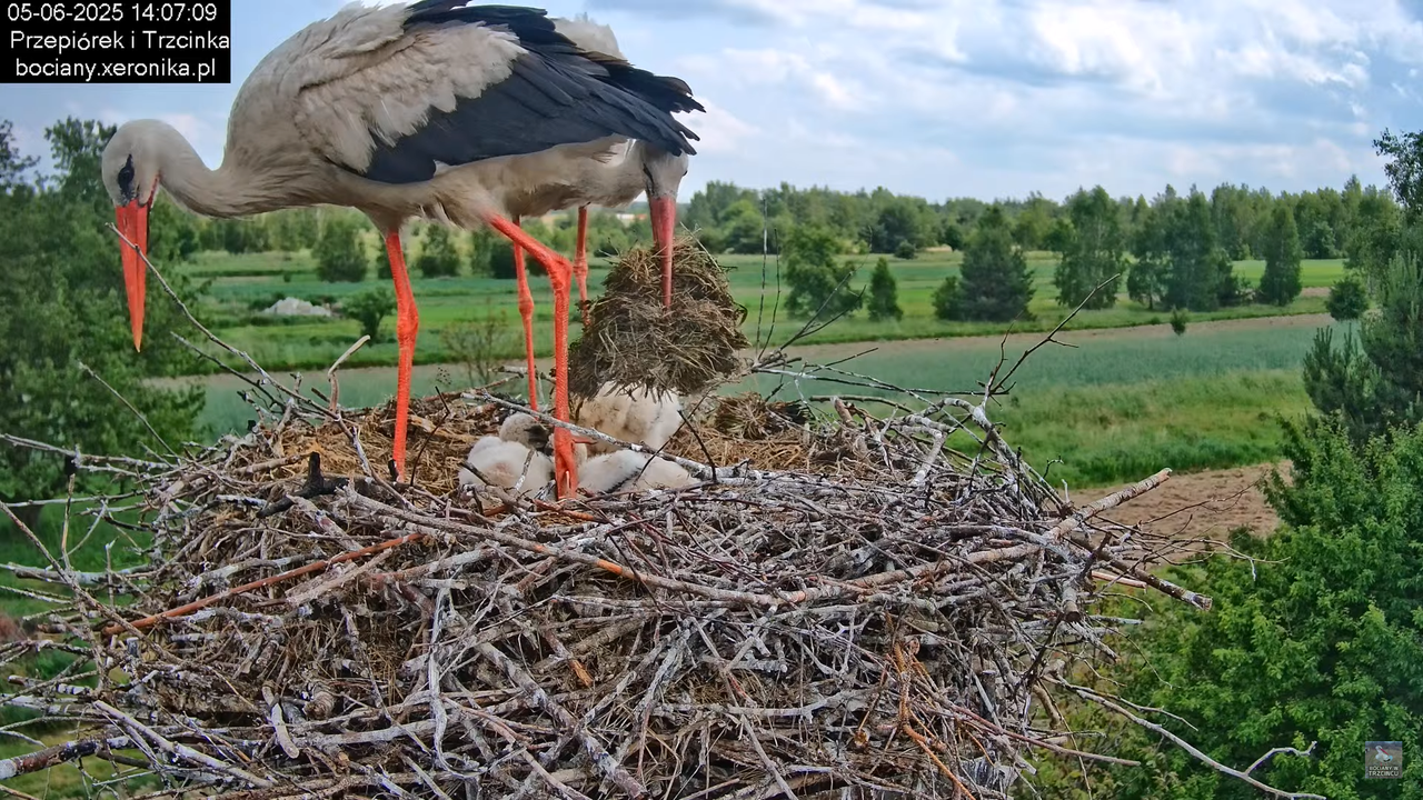 05062025bociany34