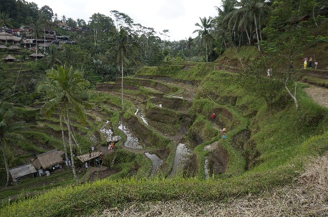 Indonesia y Kuala Lumpur en 18 días: El viaje de mi vida - Blogs de Indonesia - Día 9 - Bali: Tegalallang, G. Kawi, Tirta Empul, Batur y Besakih (1)
